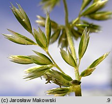 Koeleria pyramidata (strzęplica piramidalna)