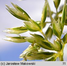 Koeleria pyramidata (strzęplica piramidalna)