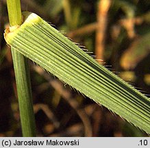 Koeleria pyramidata (strzęplica piramidalna)