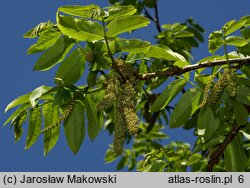 Pterocarya fraxinifolia (skrzydłorzech kaukaski)