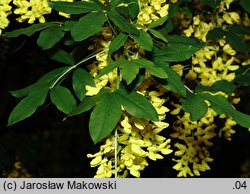 Laburnum anagyroides (złotokap pospolity)