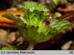 Lamium amplexicaule (jasnota różowa)