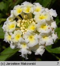 Lantana camara (lantana pospolita)