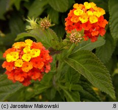 Lantana camara (lantana pospolita)