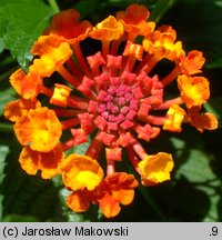 Lantana camara (lantana pospolita)