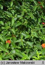 Lantana camara (lantana pospolita)