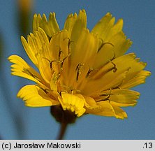 Lapsana communis (łoczyga pospolita)