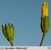 Lapsana communis (łoczyga pospolita)