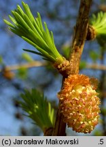 Larix decidua (modrzew europejski)