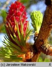 Larix decidua (modrzew europejski)