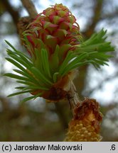 Larix kaempferi (modrzew japoński)