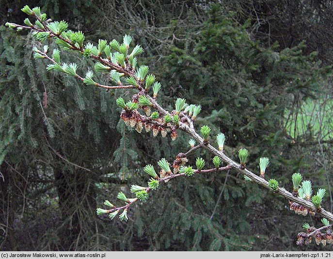 Larix kaempferi