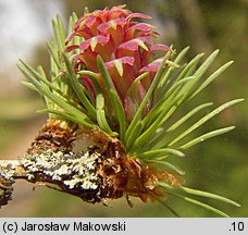 Larix kaempferi