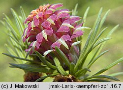 Larix kaempferi