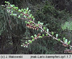 Larix kaempferi