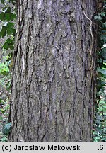 Larix kaempferi