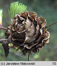 Larix kaempferi