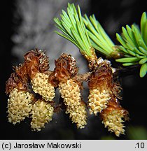 Larix kaempferi