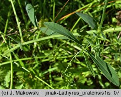 Lathyrus pratensis (groszek łąkowy)