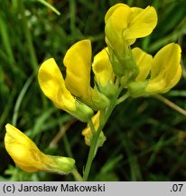 Lathyrus pratensis (groszek łąkowy)