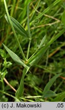 Lathyrus pratensis (groszek łąkowy)