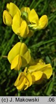 Lathyrus pratensis (groszek łąkowy)