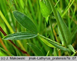 Lathyrus pratensis (groszek łąkowy)