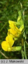 Lathyrus pratensis (groszek łąkowy)