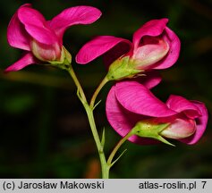 Lathyrus tuberosus (groszek bulwiasty)