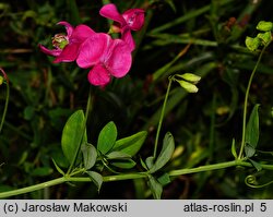 Lathyrus tuberosus (groszek bulwiasty)