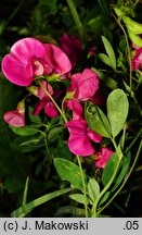 Lathyrus tuberosus (groszek bulwiasty)