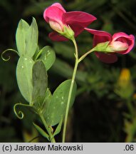 Lathyrus tuberosus (groszek bulwiasty)