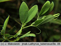 Lathyrus tuberosus (groszek bulwiasty)