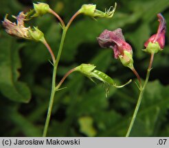 Lathyrus tuberosus (groszek bulwiasty)