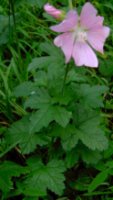 Lavatera thuringiaca