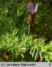 Lavandula stoechas (lawenda francuska)