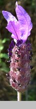 Lavandula stoechas (lawenda francuska)