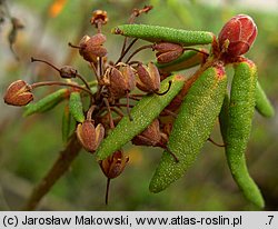 Ledum palustre