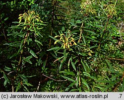 Ledum palustre (bagno zwyczajne)