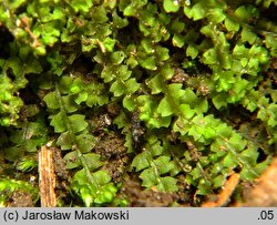 Leiocolea collaris (gładkosz rozpierzchły)