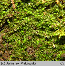 Leiocolea collaris (gładkosz rozpierzchły)