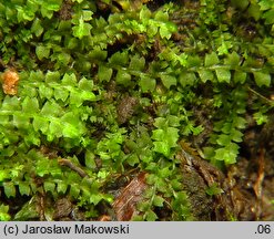 Leiocolea collaris (gładkosz rozpierzchły)