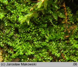 Leiocolea collaris (gładkosz rozpierzchły)