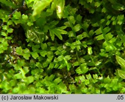 Leiocolea collaris (gładkosz rozpierzchły)