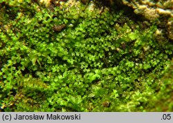 Leiocolea collaris (gładkosz rozpierzchły)