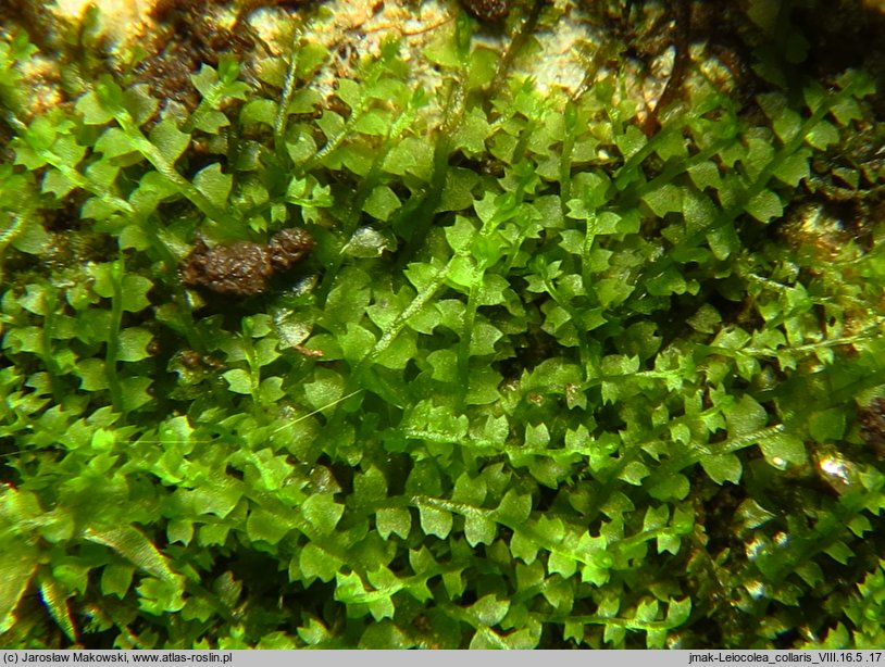 Leiocolea collaris (gładkosz rozpierzchły)