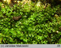 Leiocolea collaris (gładkosz rozpierzchły)