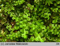 Leiocolea collaris (gładkosz rozpierzchły)