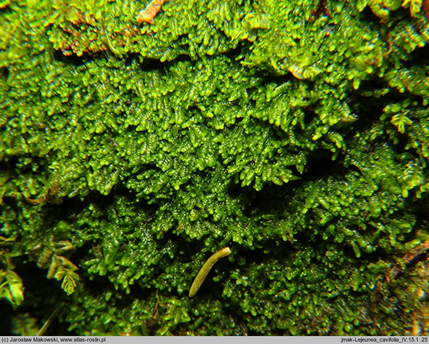 Lejeunea cavifolia (śniedrza cząbrowa)