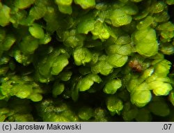 Lejeunea cavifolia (śniedrza cząbrowa)